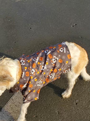 small dog wearing halloween shirt