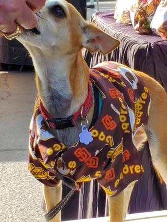 small dog wearing san diego padres shirt