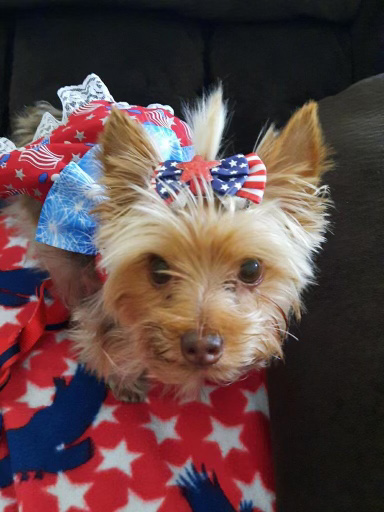 small dog wearing red white and blue dress