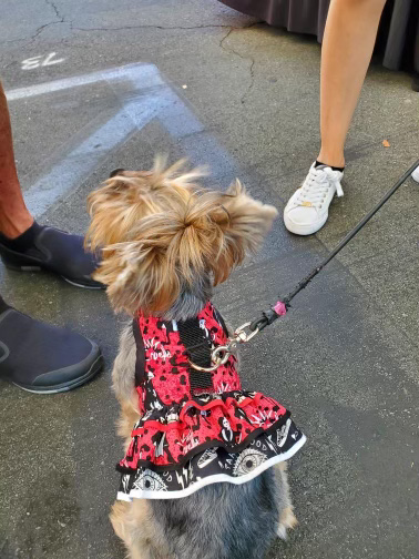 small dog wearing gothic dress