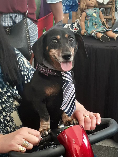 dog with black stripe necktie